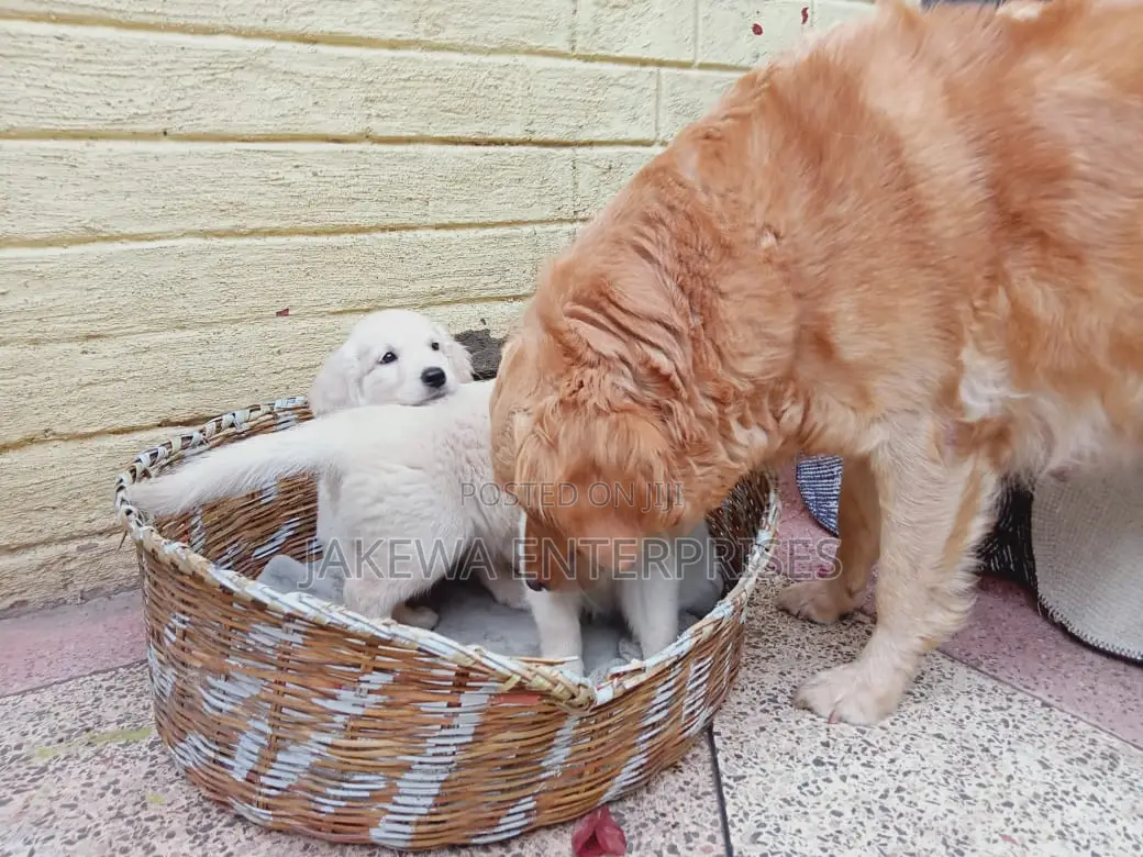1-3 months Male Purebred Golden Retriever