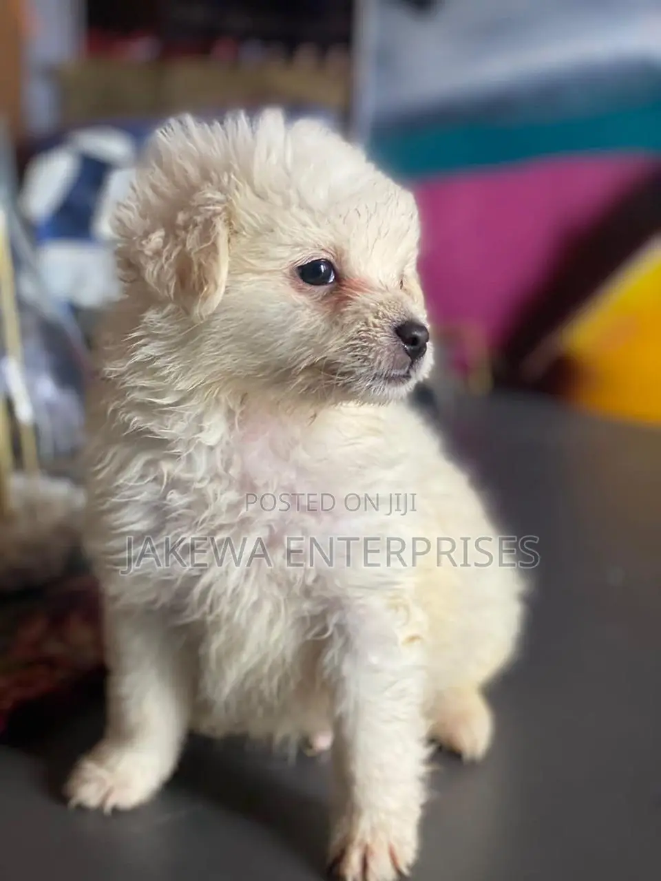 1-3 months Female Purebred Maltese