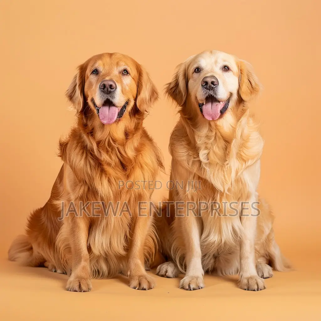 1+ year Female Purebred Golden Retriever