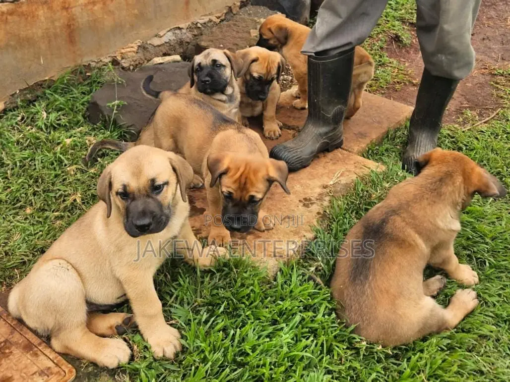 1-3 months Male Purebred Boerboel