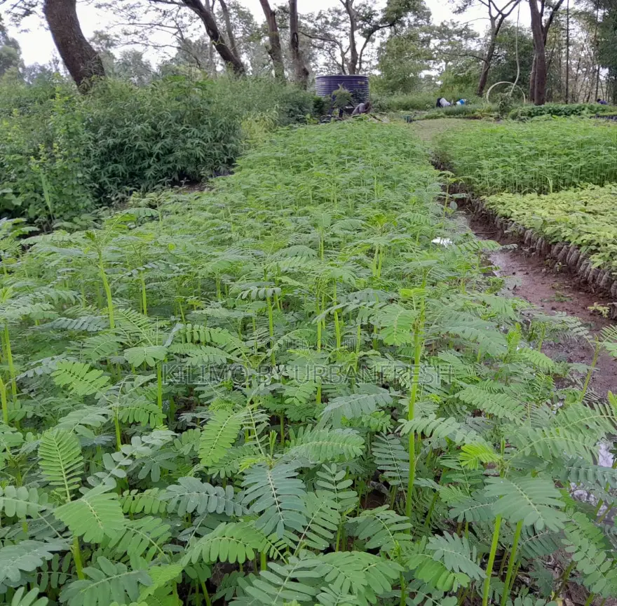 Sesbania Sesban Fodder Tree 100 Seedlings