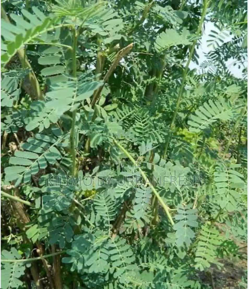 Sesbania Sesban Fodder Tree 100 Seedlings