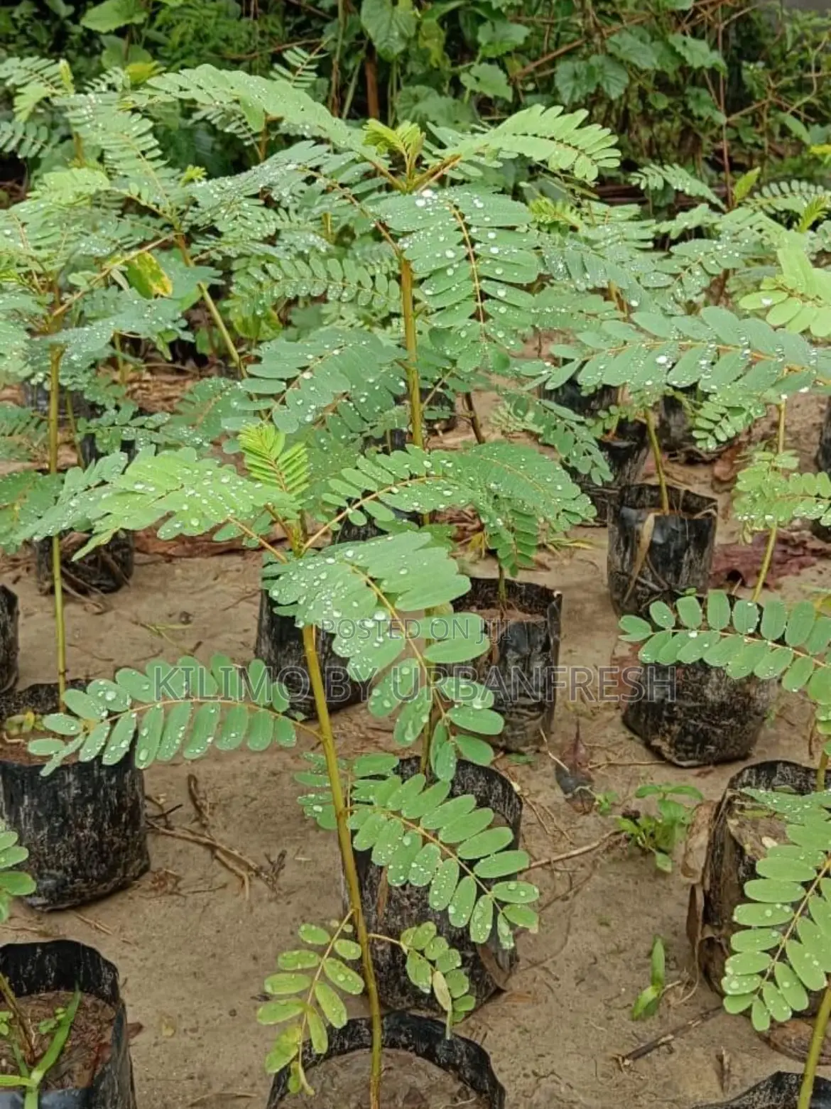 Sesbania Sesban Fodder Tree 100 Seedlings