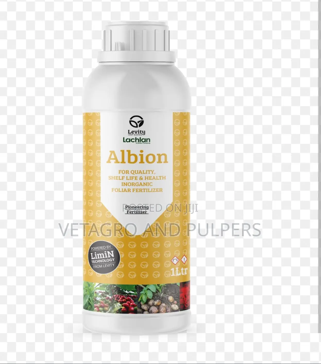 Albion LACHLAN