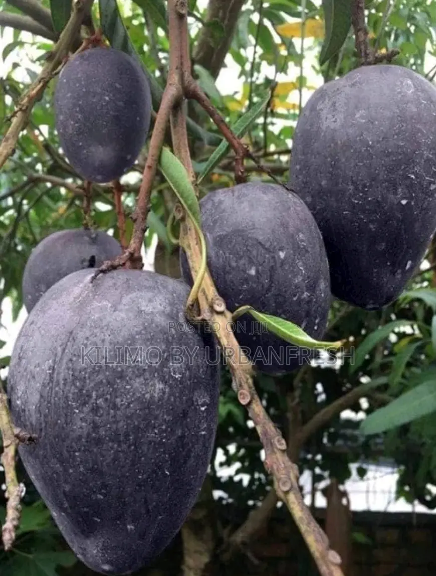 Black Mango Seedlings
