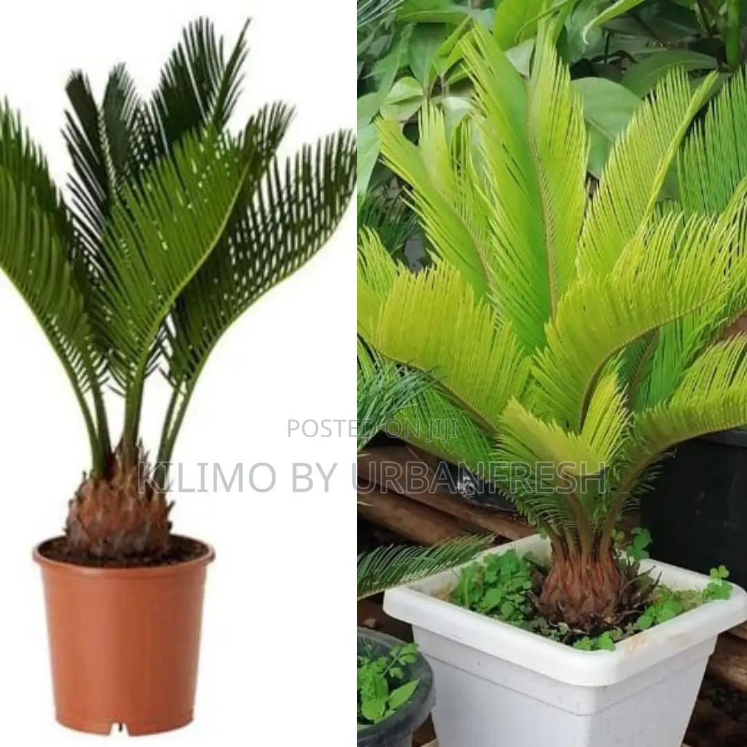 Cycad Palm Tree Seedling