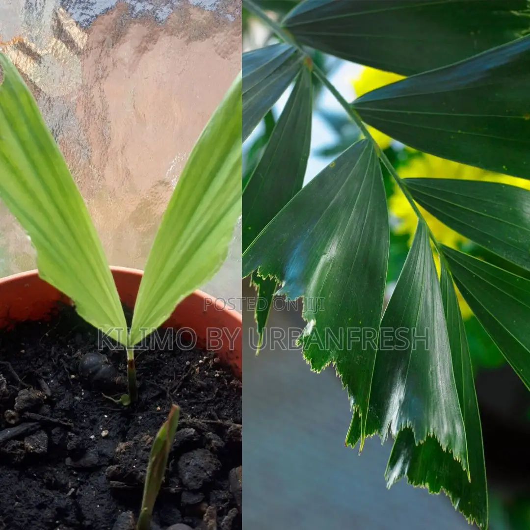 Fish Palm Tree Seedling (Moq KSHS 3000)