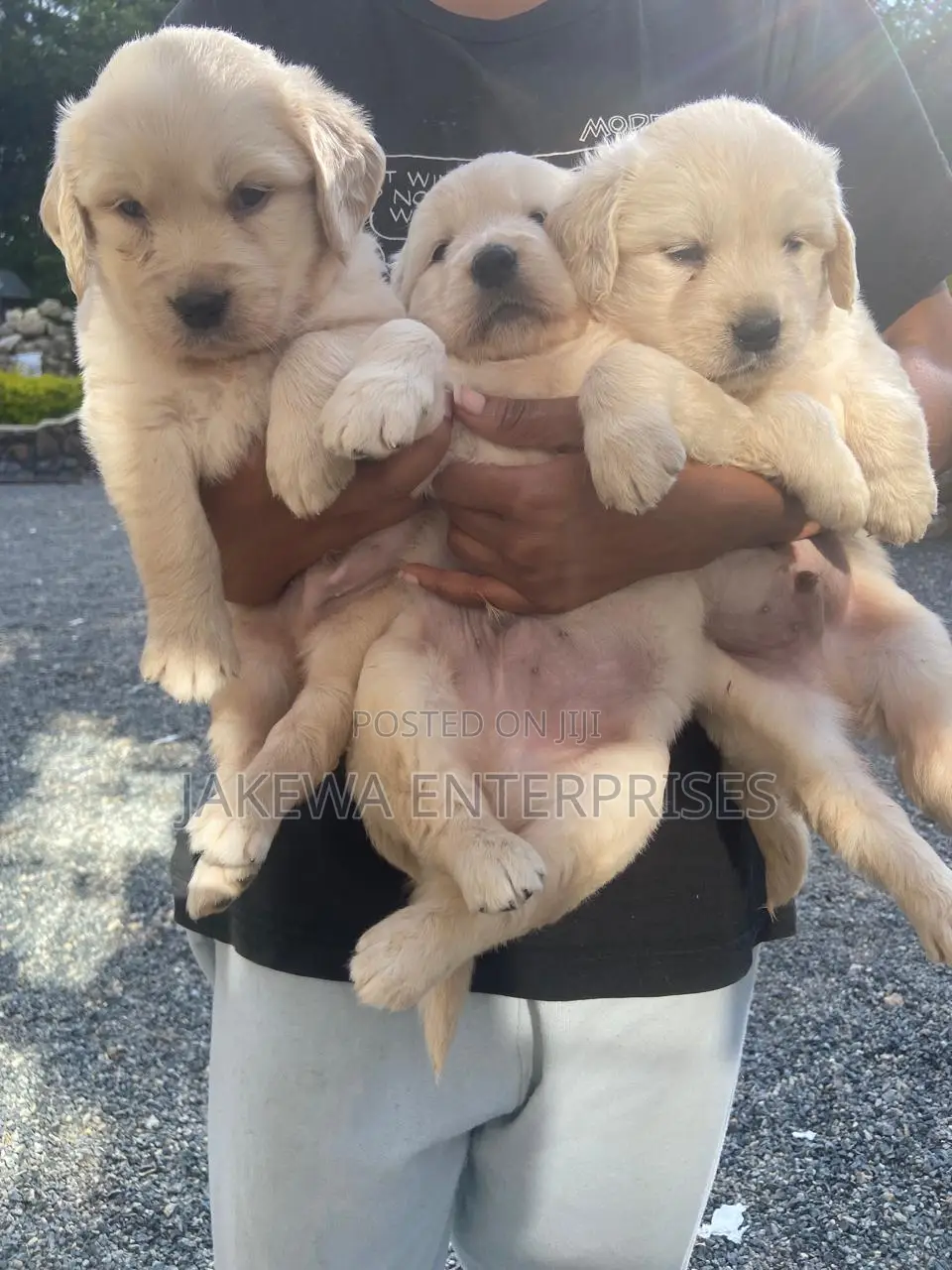 1-3 months Female Purebred Golden Retriever