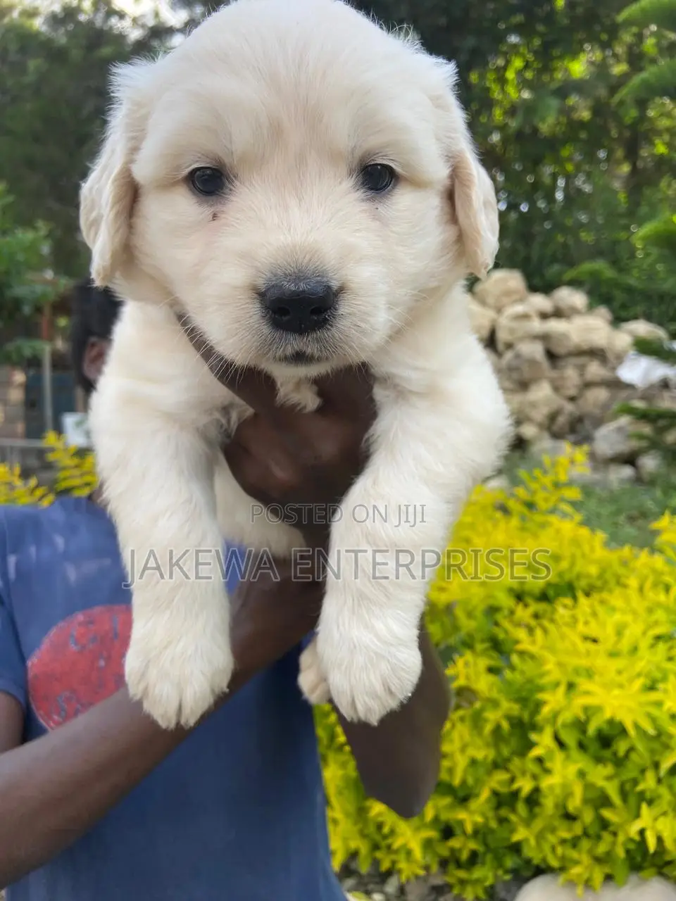 1-3 months Male Purebred Golden Retriever