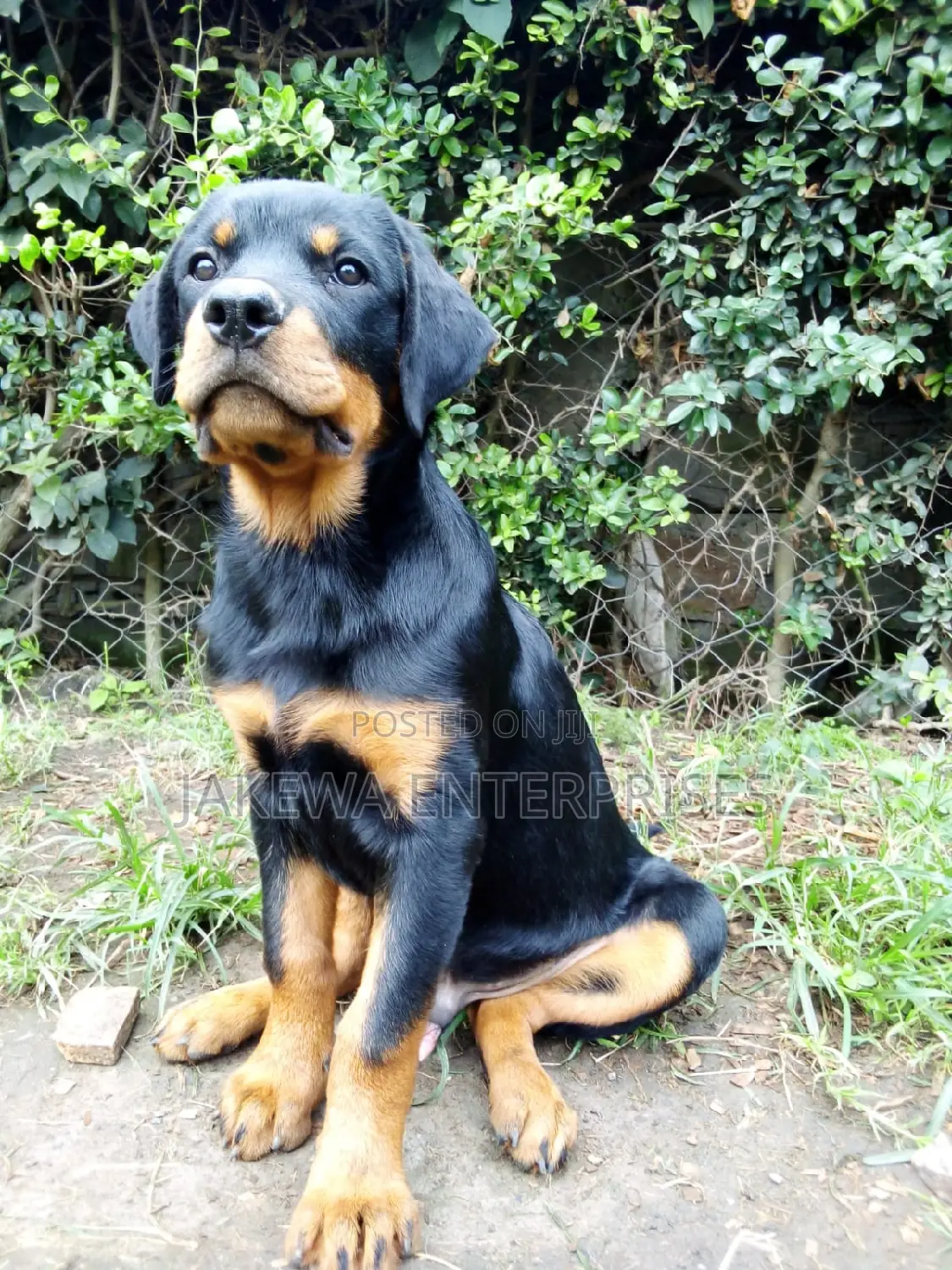 3-6 months Male Purebred Rottweiler