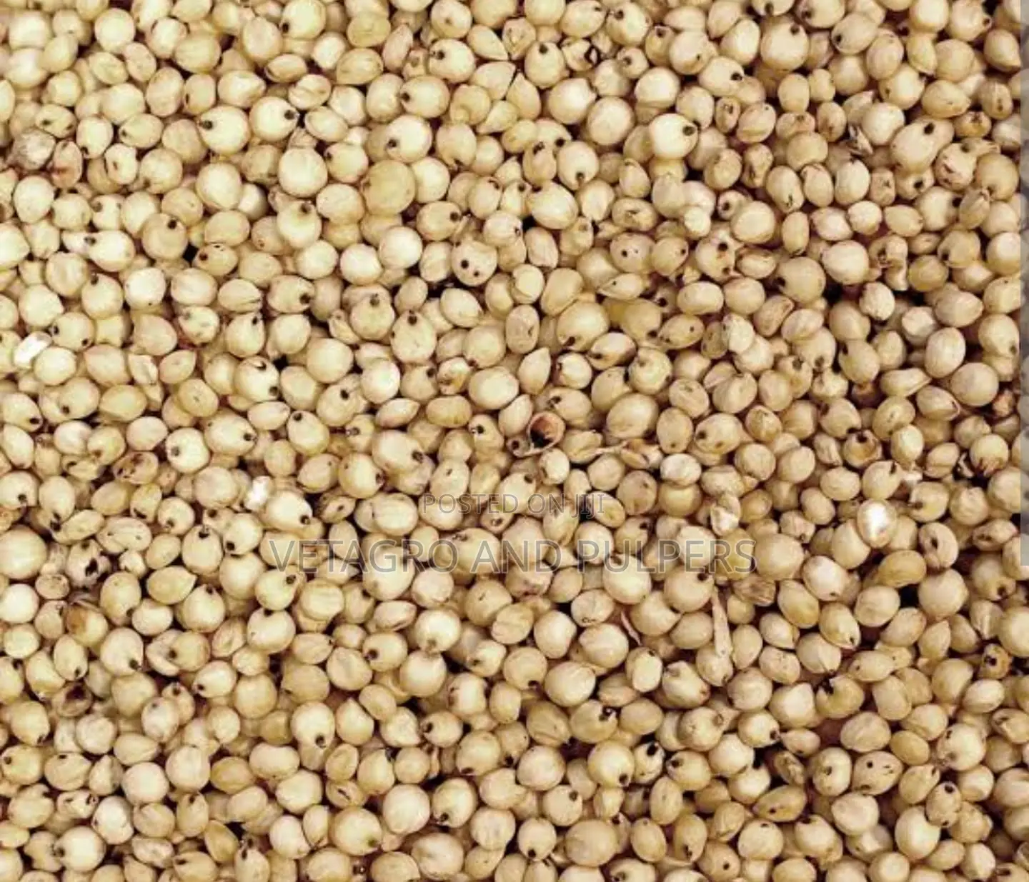 Ramses White Sorghum