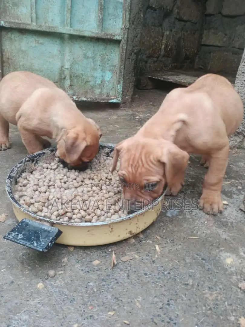 1-3 months Male Purebred Boerboel