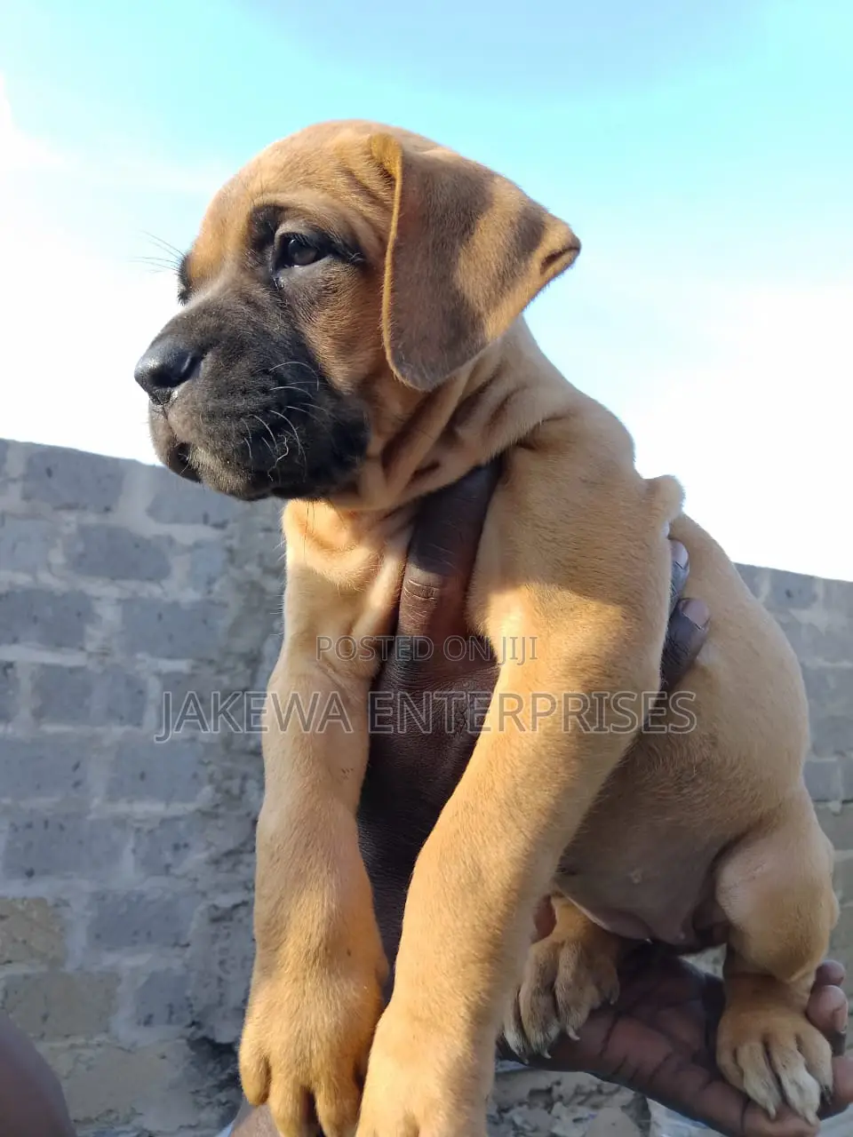 1-3 months Female Purebred Boerboel