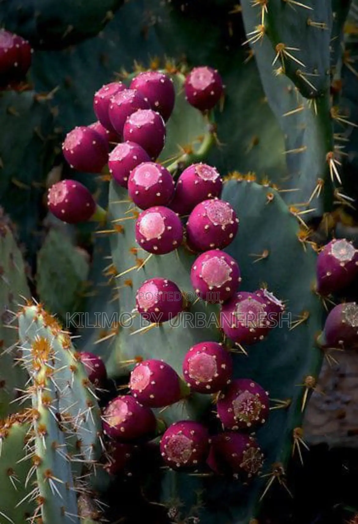 Prickly Pear Seedlings. Moq 5.