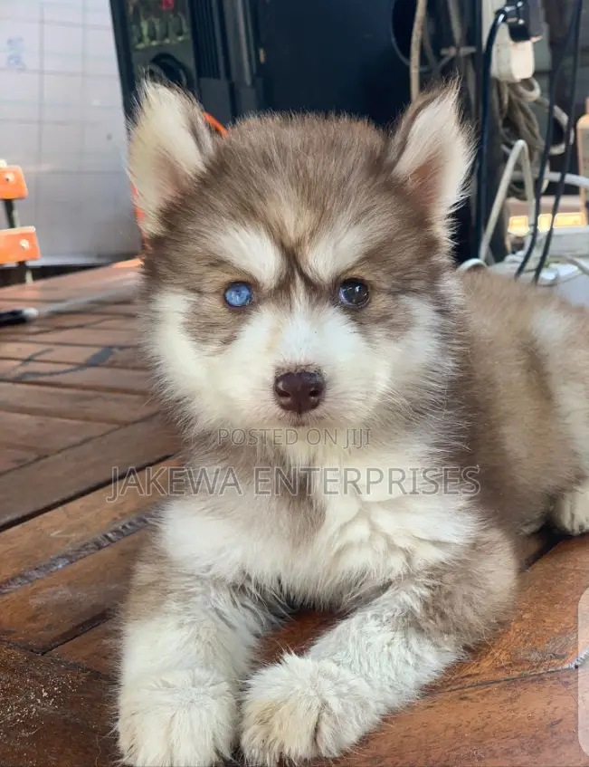 1-3 months Female Purebred Siberian Husky