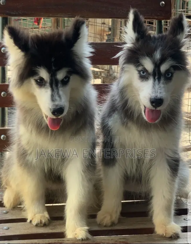 3-6 months Male Purebred Siberian Husky