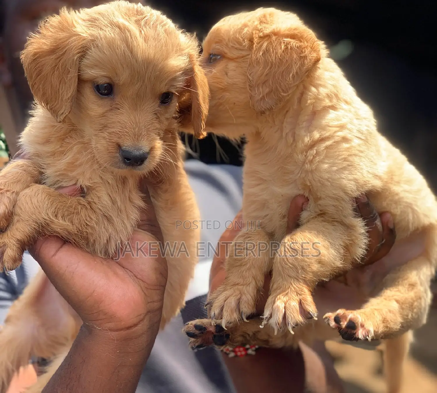 1-3 months Female Purebred Golden Retriever
