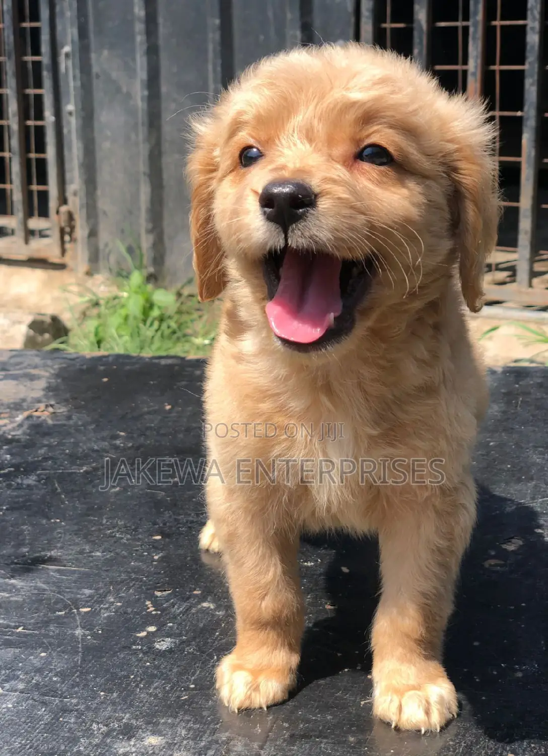1-3 months Male Purebred Golden Retriever