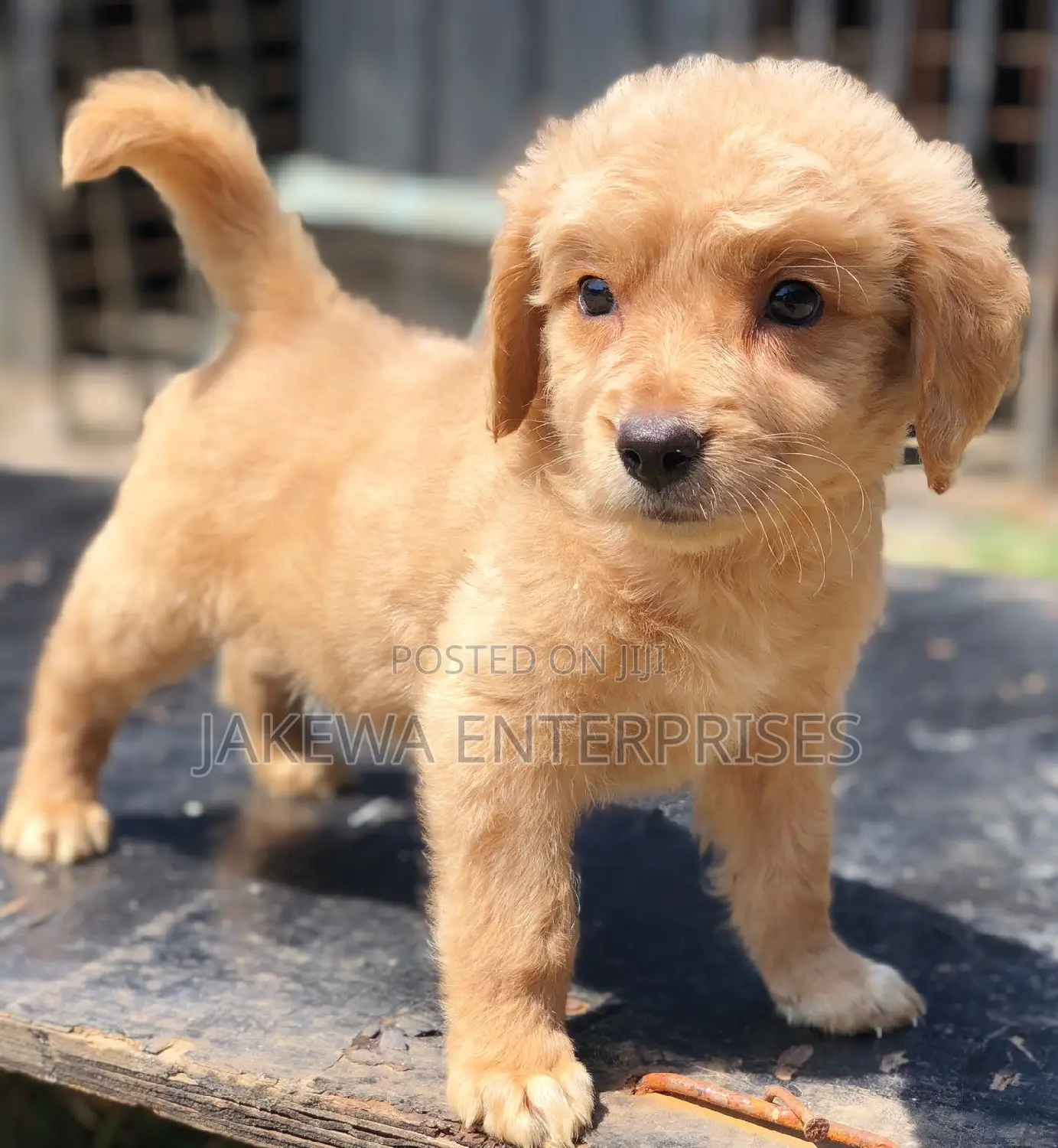 1-3 months Female Purebred Golden Retriever