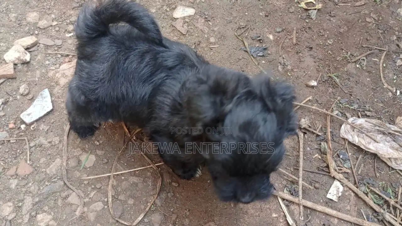 1-3 months Male Purebred Havanese