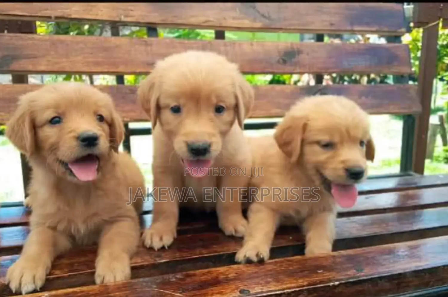 1-3 months Male Purebred Golden Retriever