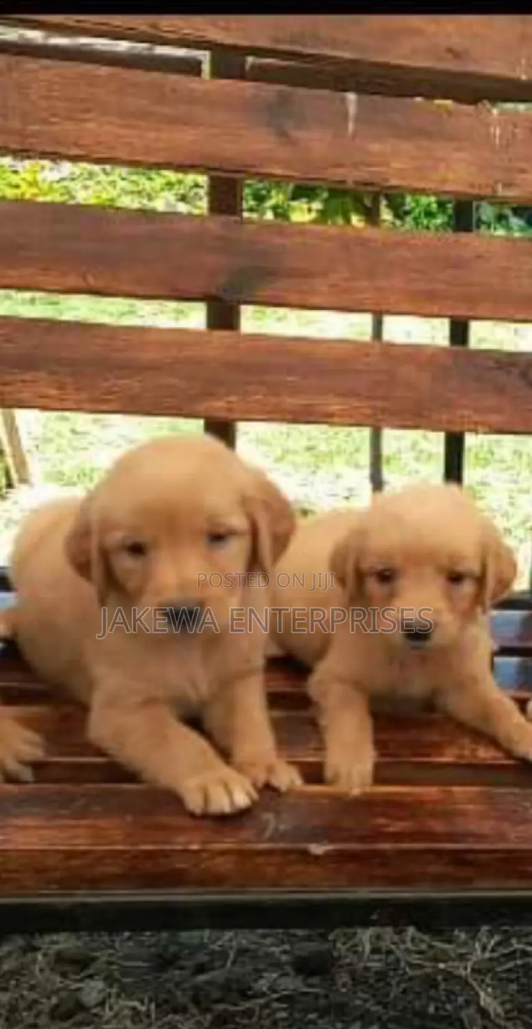 1-3 months Male Purebred Golden Retriever