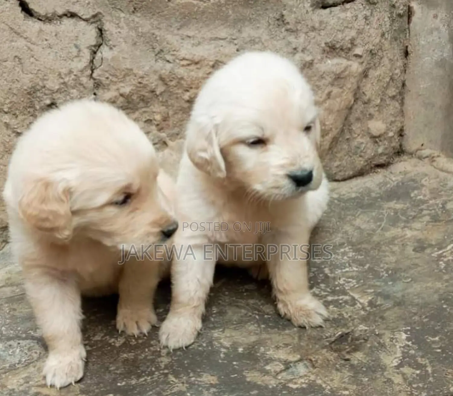 1-3 months Male Purebred Golden Retriever