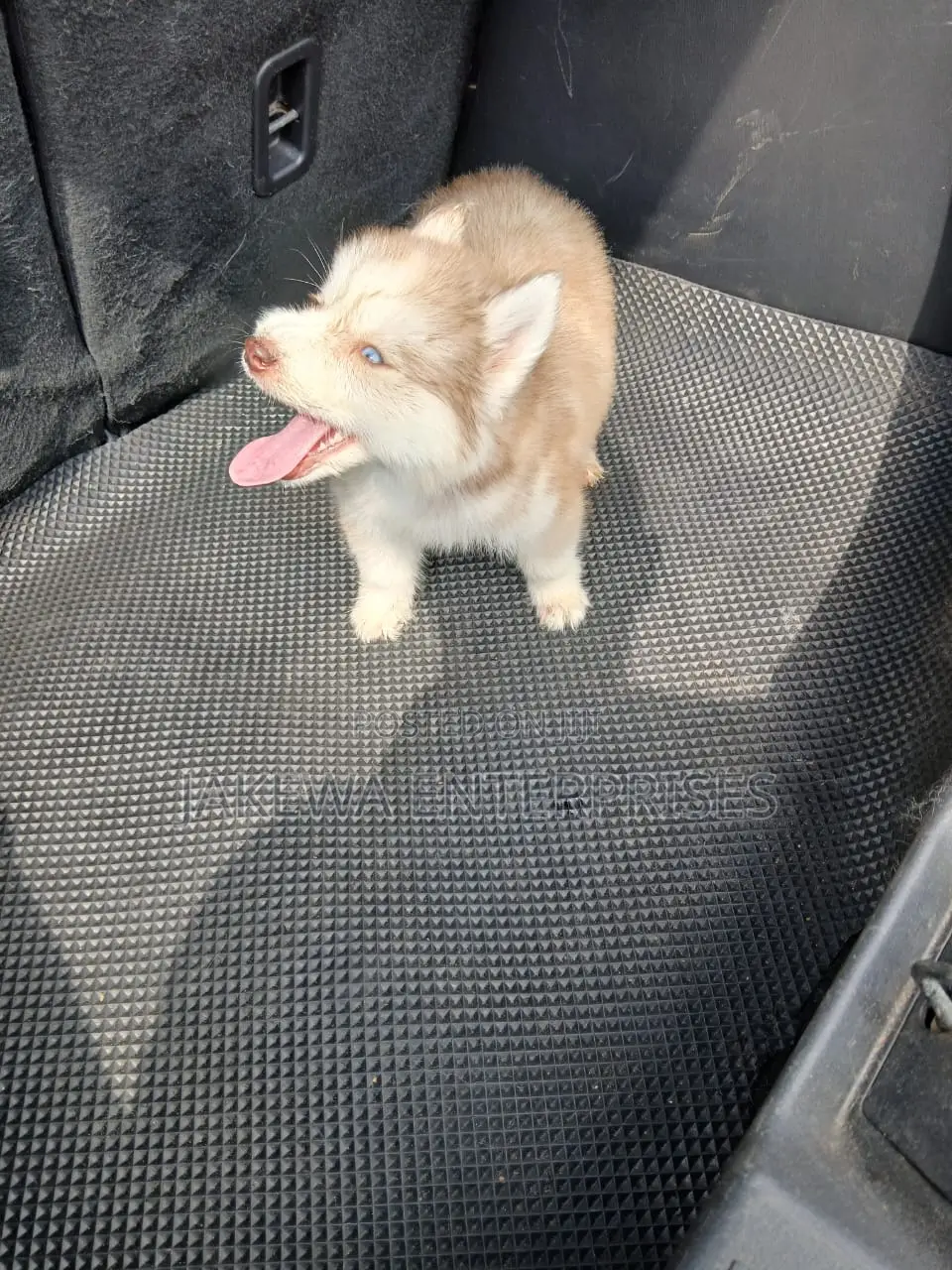1-3 months Male Purebred Siberian Husky