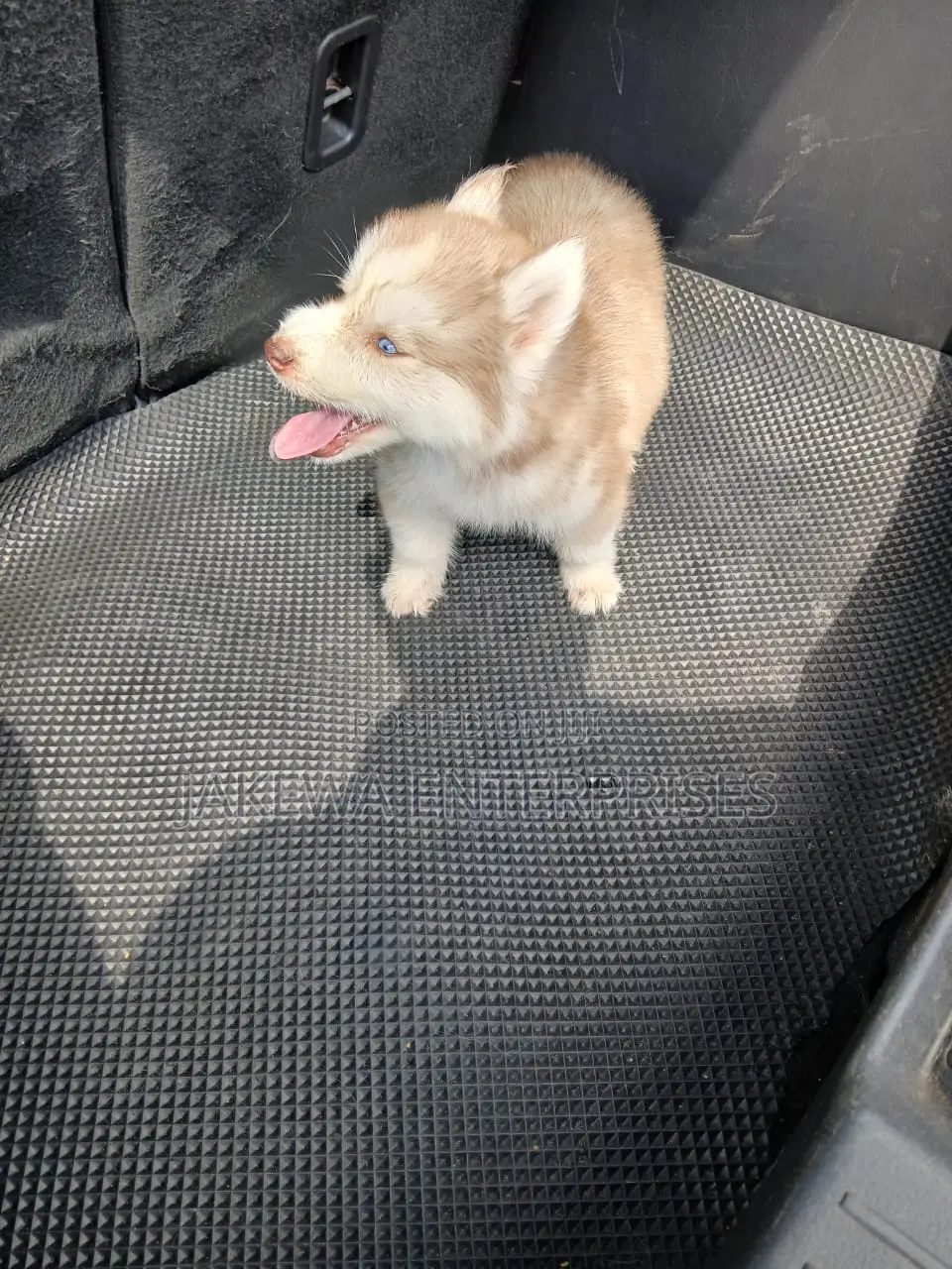1-3 months Female Purebred Siberian Husky