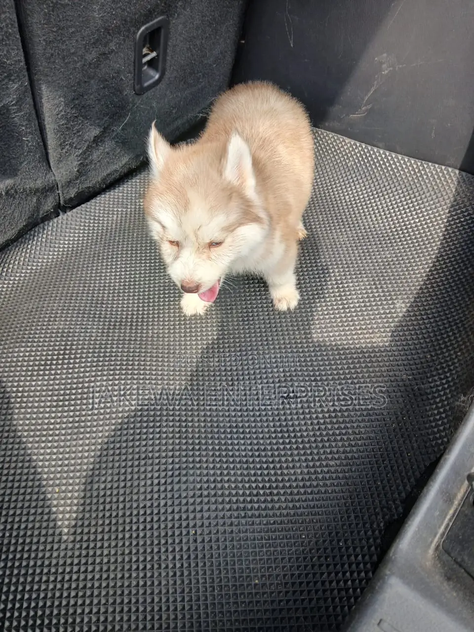 1-3 months Female Purebred Siberian Husky