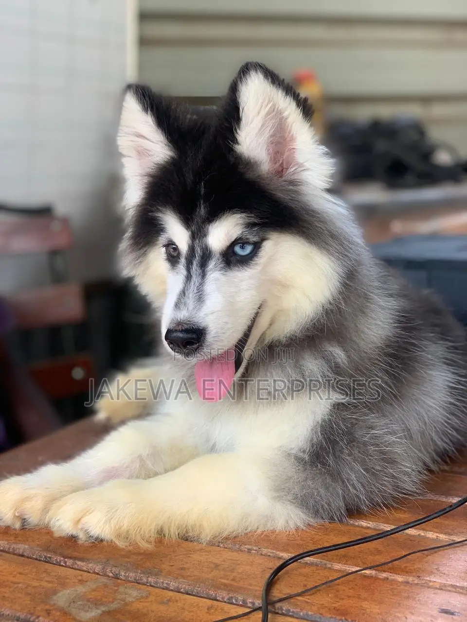 1-3 months Male Purebred Siberian Husky
