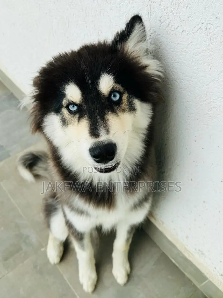 6-12 months Male Purebred Siberian Husky