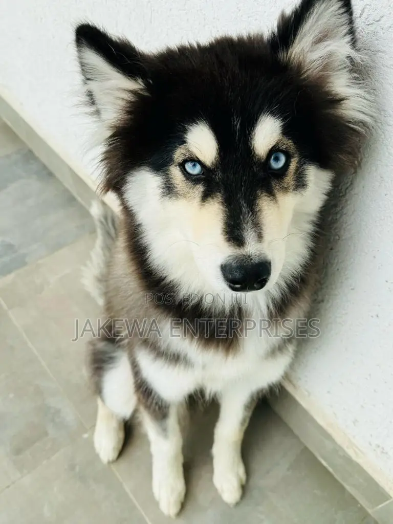 6-12 months Male Purebred Siberian Husky