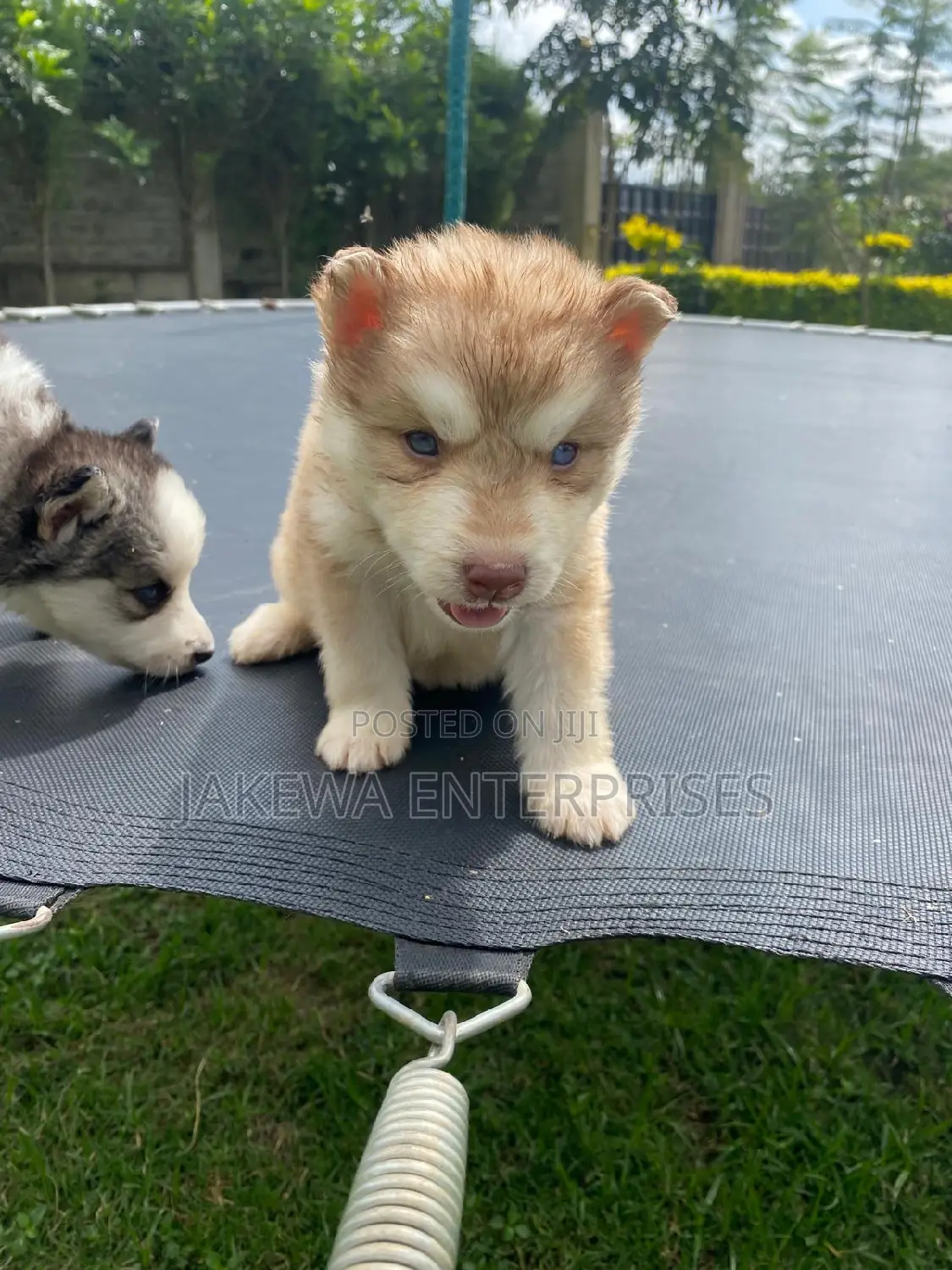 1-3 months Male Purebred Siberian Husky