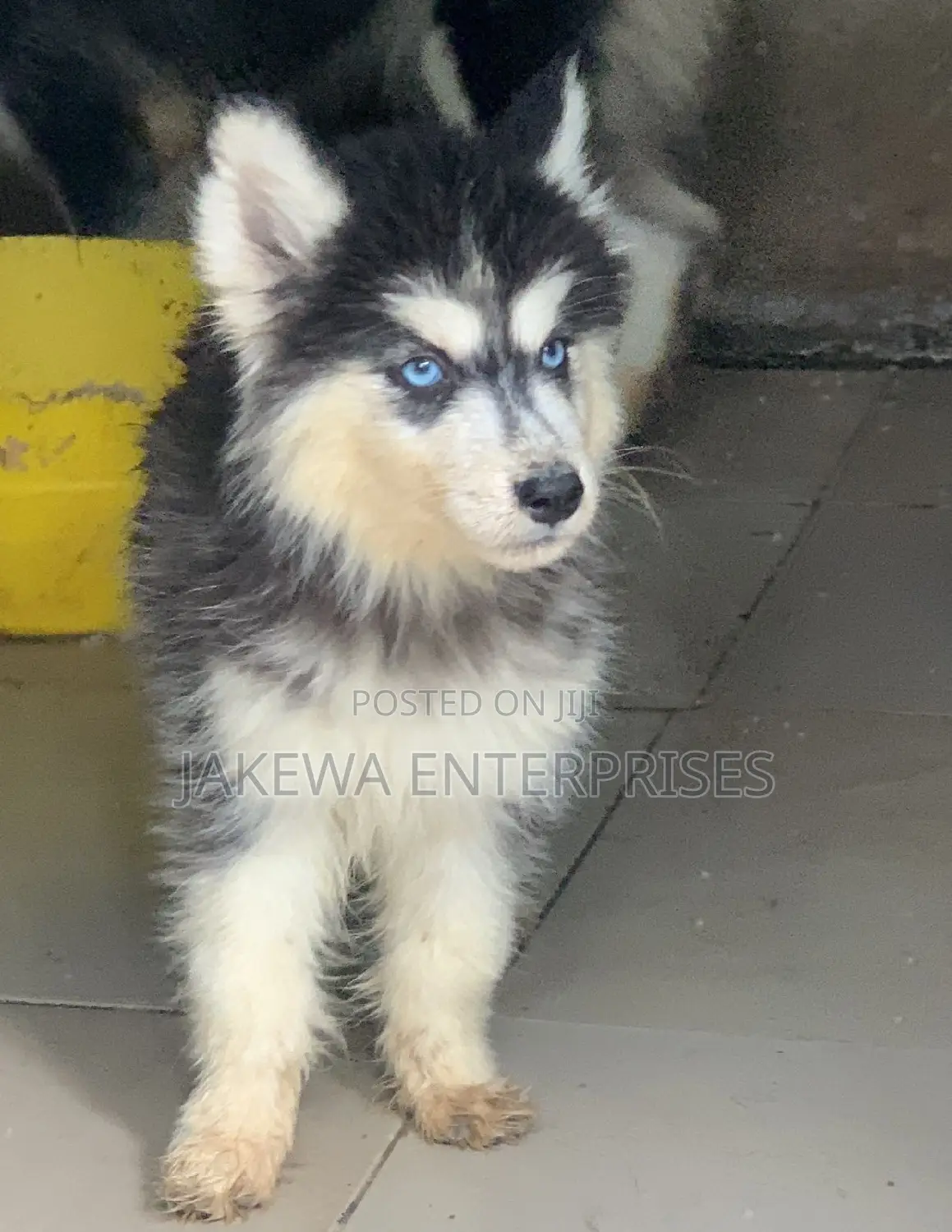 1-3 months Male Purebred Siberian Husky