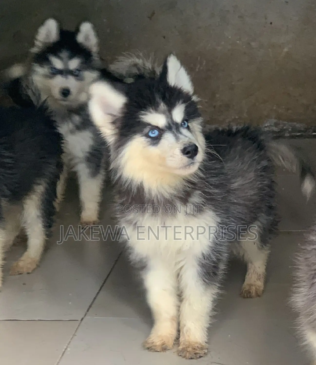 1-3 months Female Purebred Siberian Husky