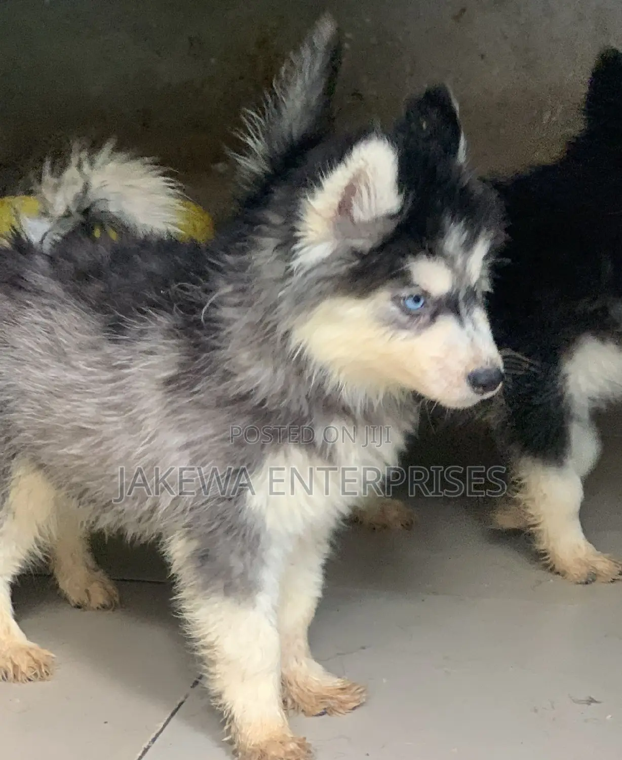 1-3 months Male Purebred Siberian Husky