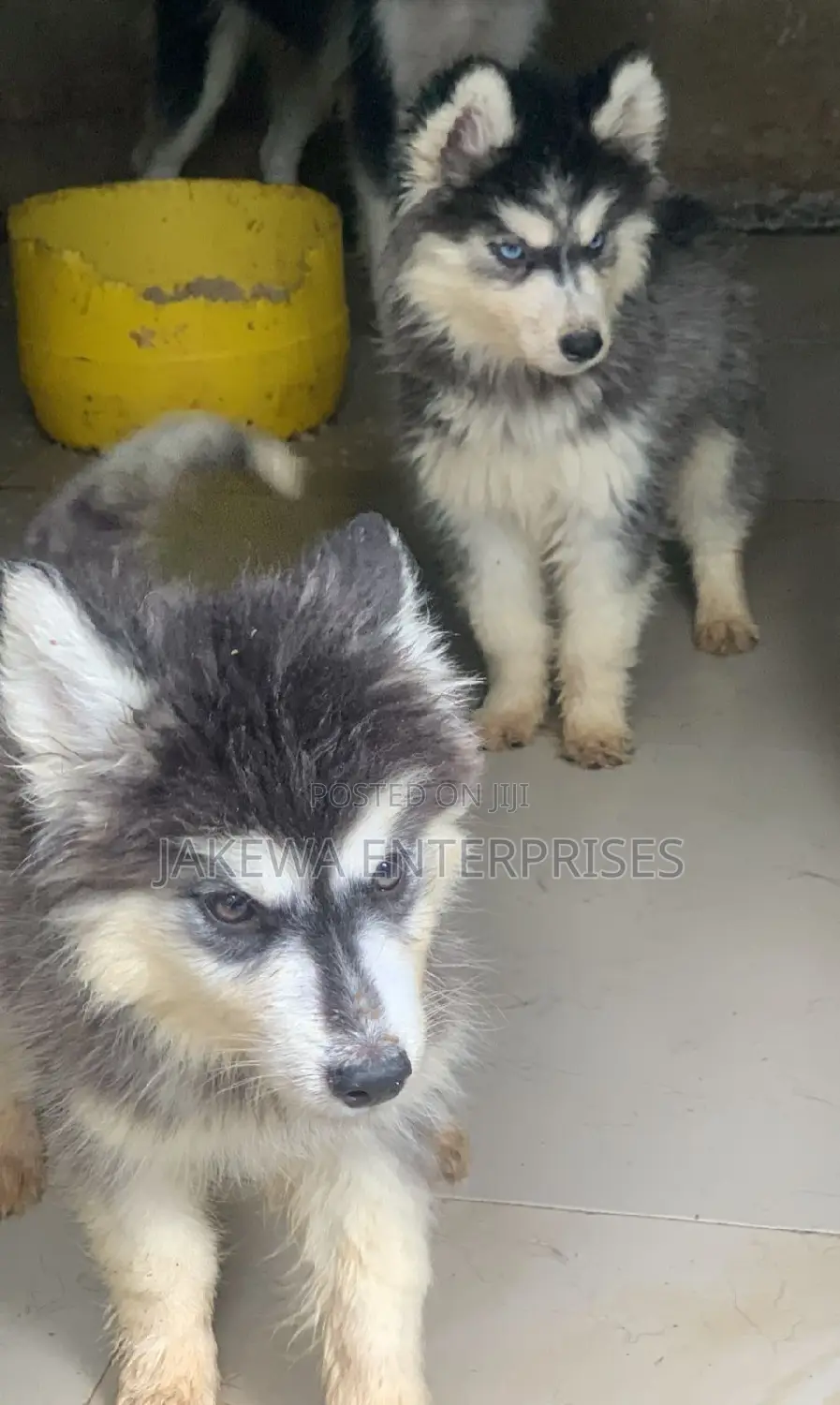 1-3 months Female Purebred Siberian Husky
