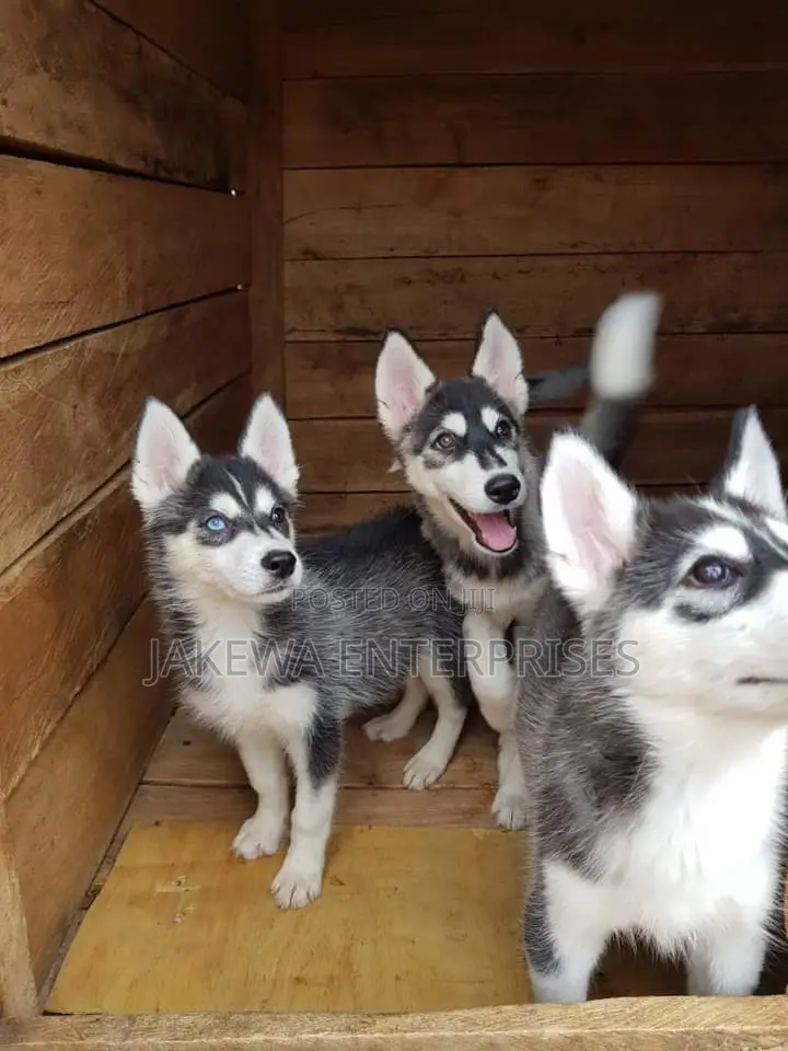 1-3 months Female Purebred Siberian Husky