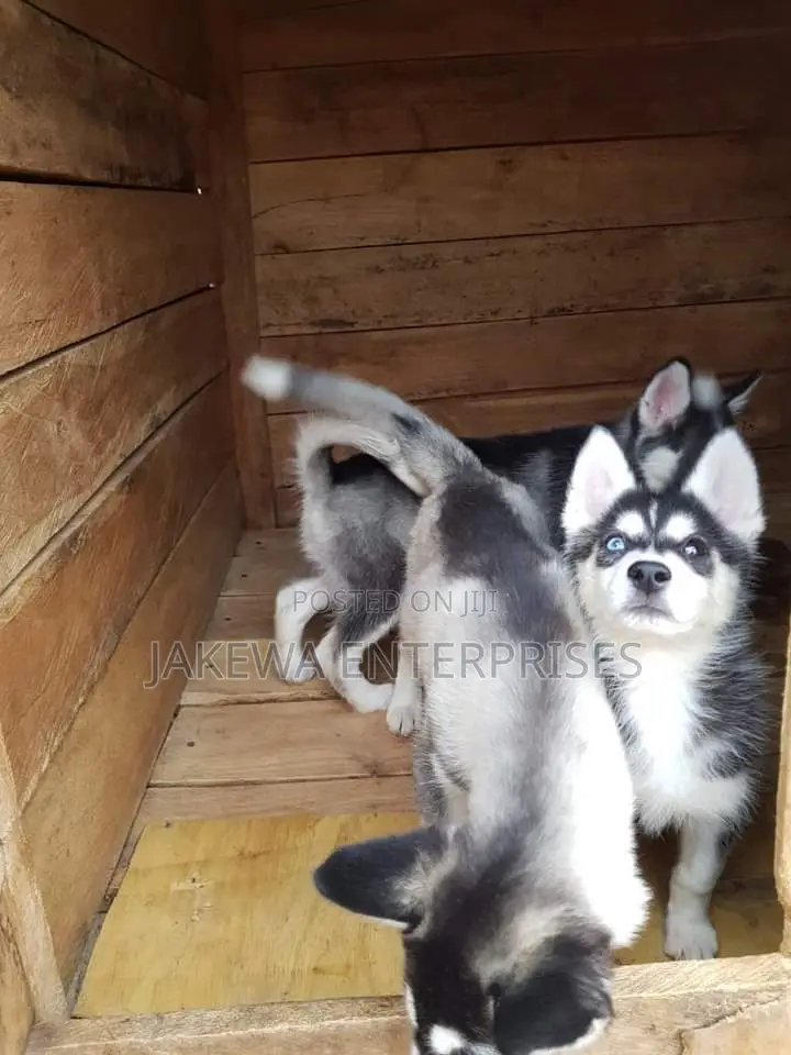 1-3 months Female Purebred Siberian Husky
