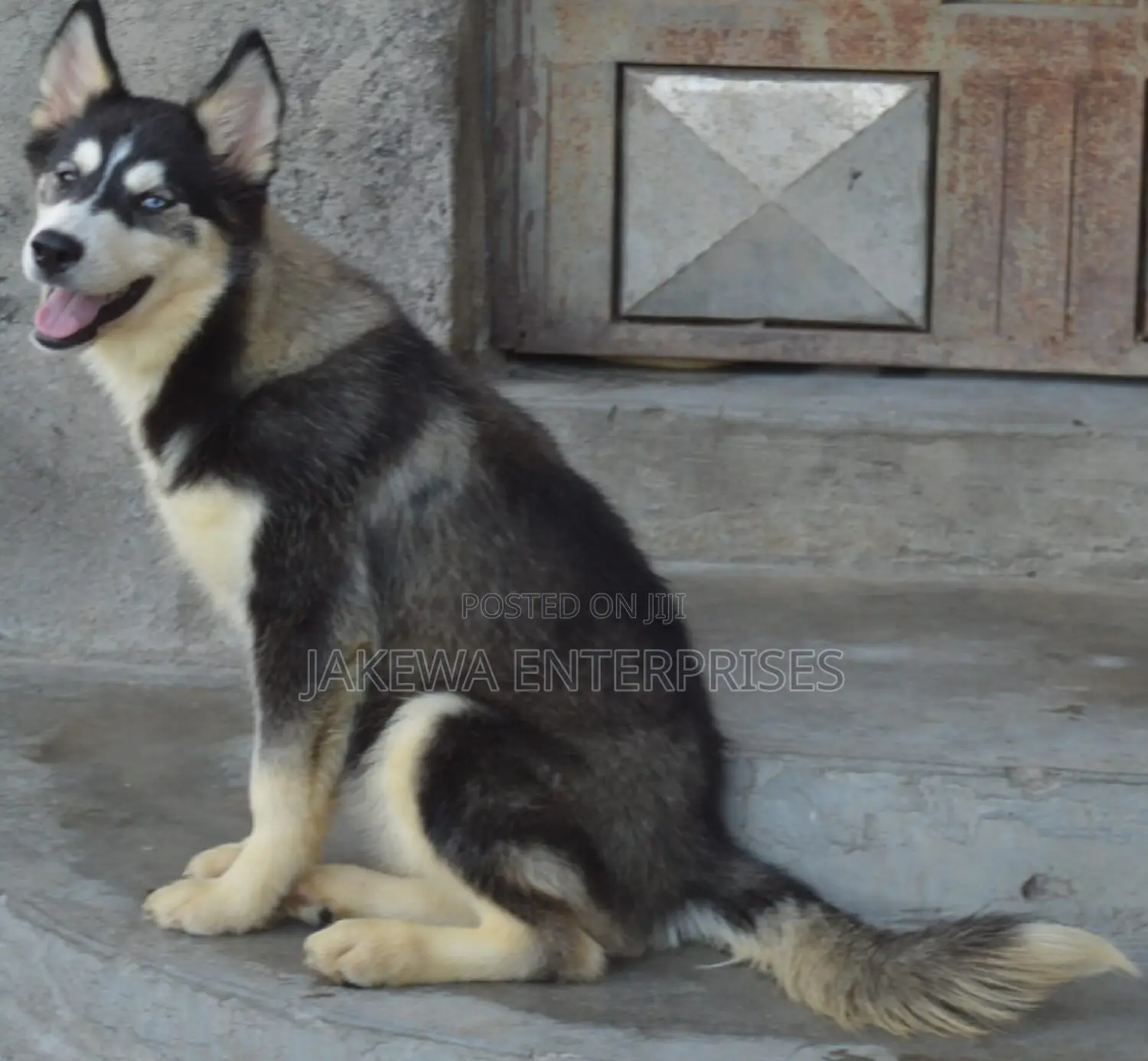 3-6 months Female Purebred Siberian Husky