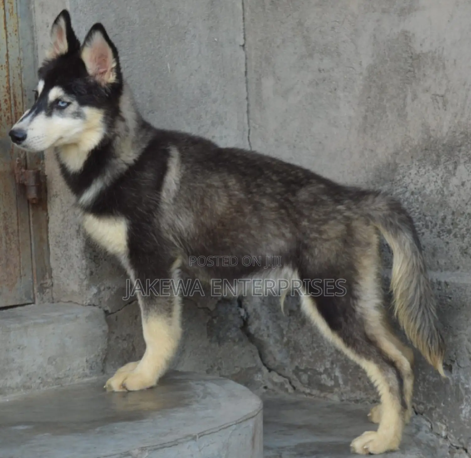 3-6 months Male Purebred Siberian Husky