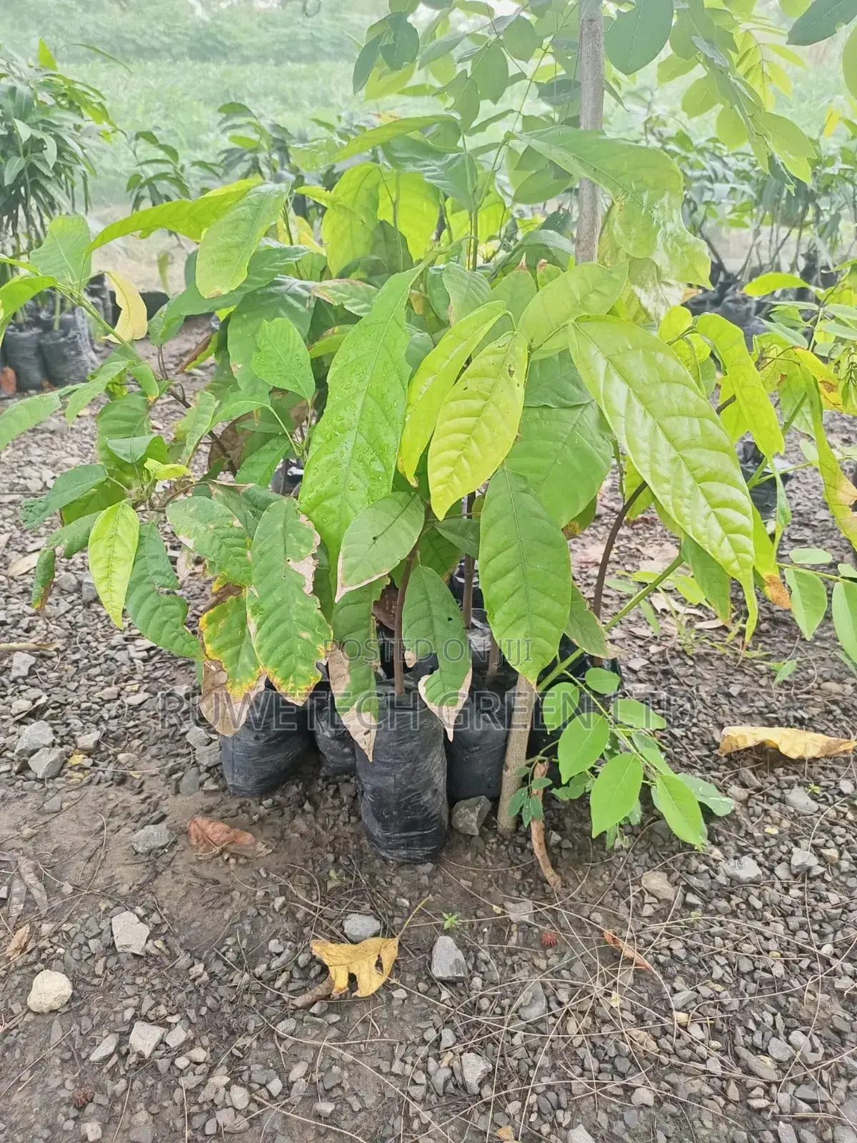 Cocoa Seedlings