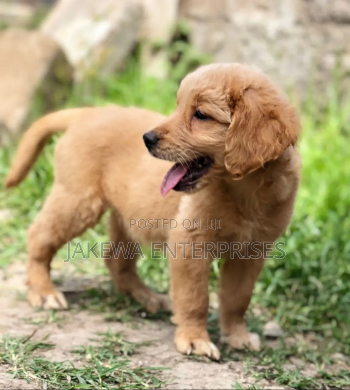 1-3 months Female Purebred Golden Retriever