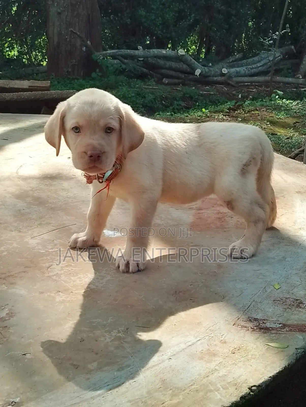 1-3 months Male Purebred Labrador Retriever