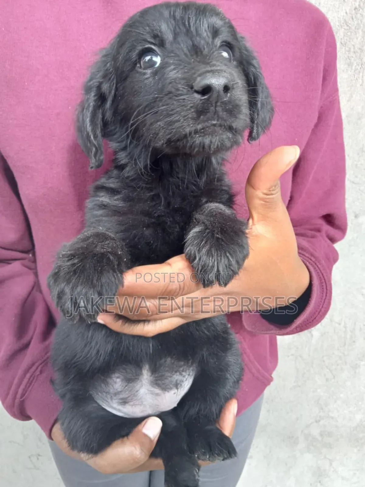 1-3 months Male Purebred Labrador Retriever