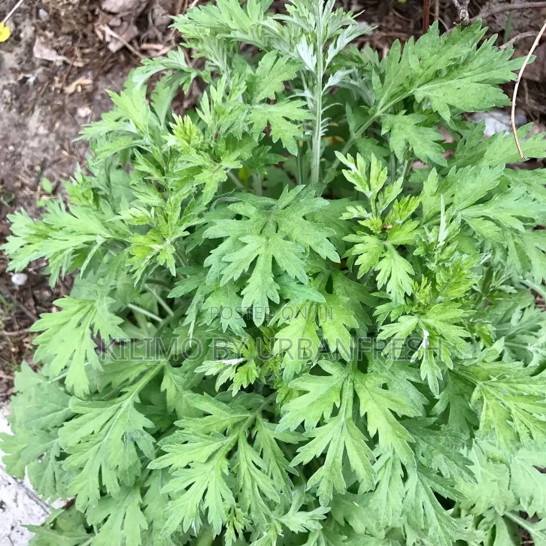 Mugwort Powder 250g