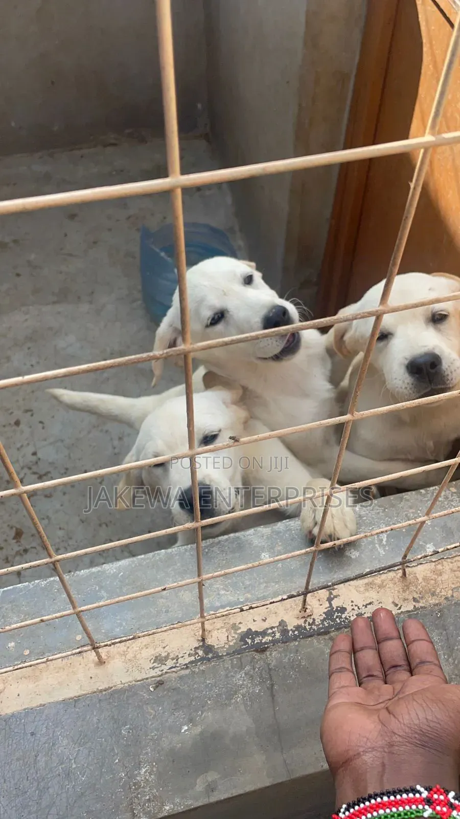 3-6 months Male Purebred Golden Retriever