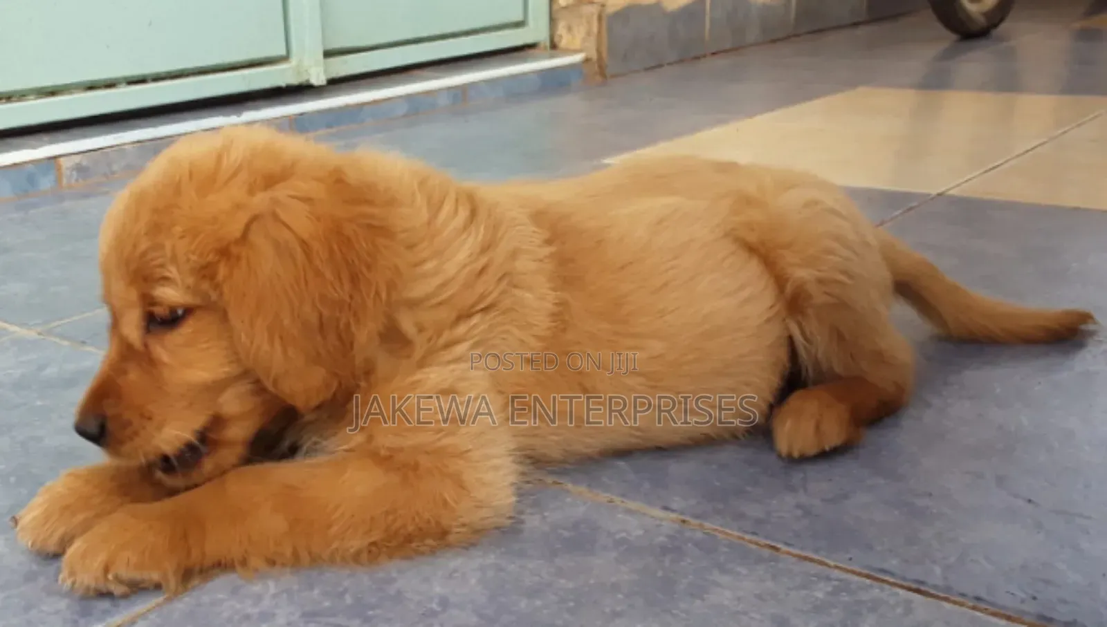 1-3 months Male Purebred Golden Retriever