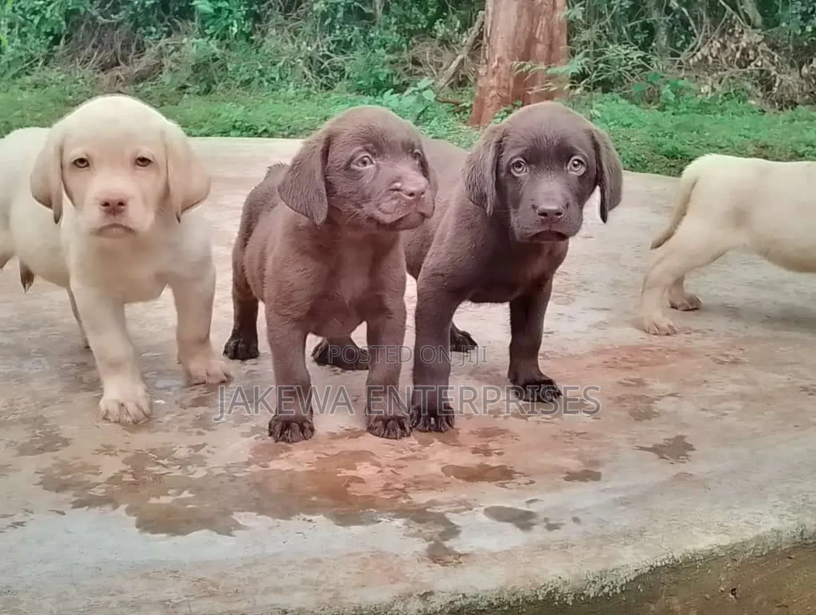 1-3 months Female Purebred Labrador Retriever